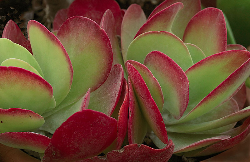 Kalanchoe tetraphylla